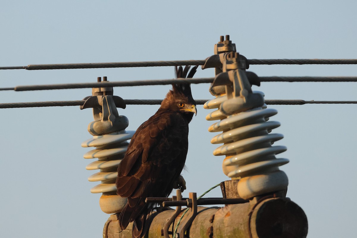 Long-crested Eagle - ML643501028