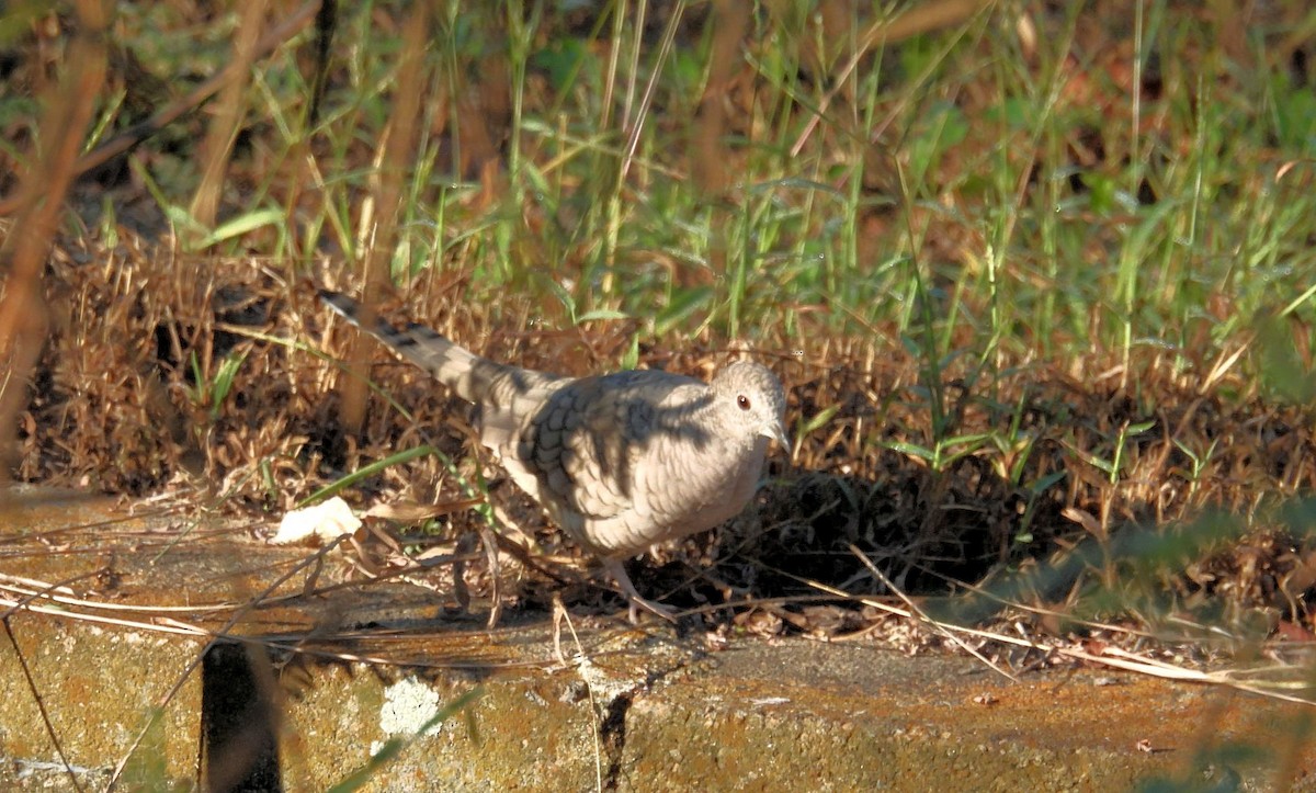 Tortolita Mexicana - ML643501032