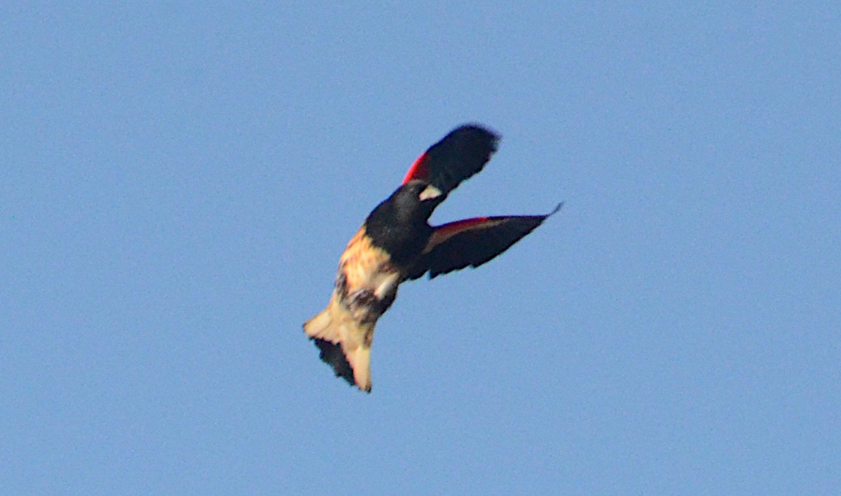 Red-winged Blackbird - ML643501033