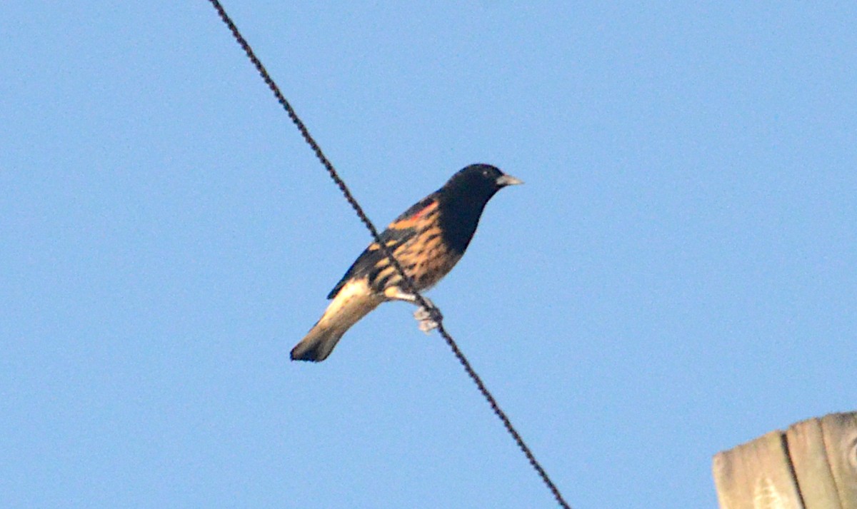 Red-winged Blackbird - ML643501034