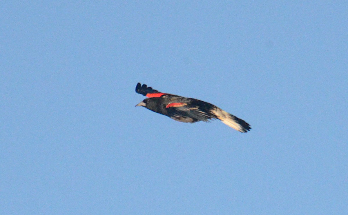 Red-winged Blackbird - ML643501035