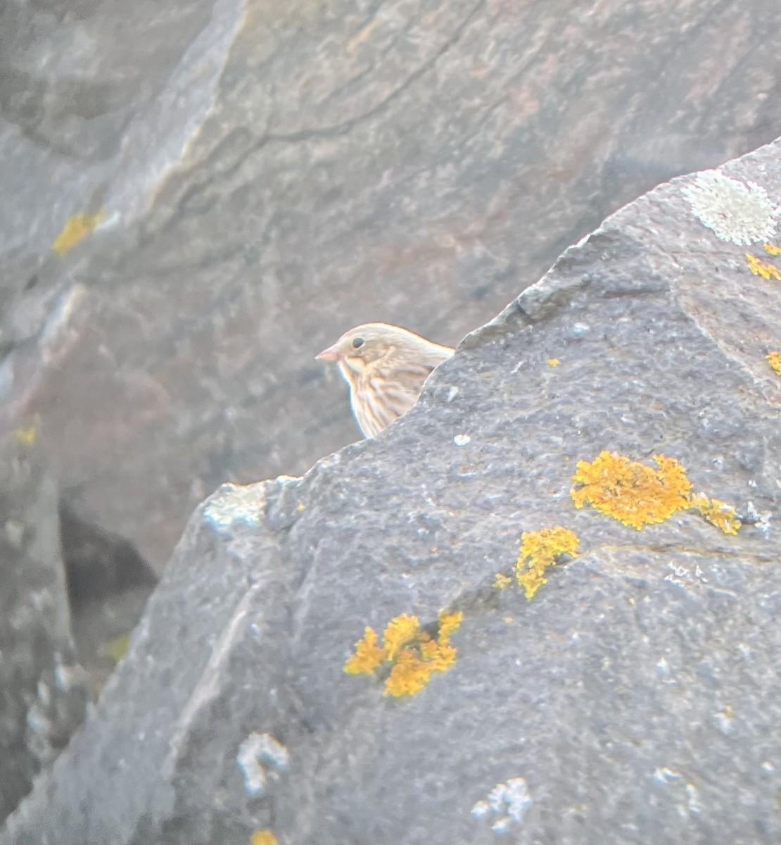 Savannah Sparrow (Ipswich) - ML643501036