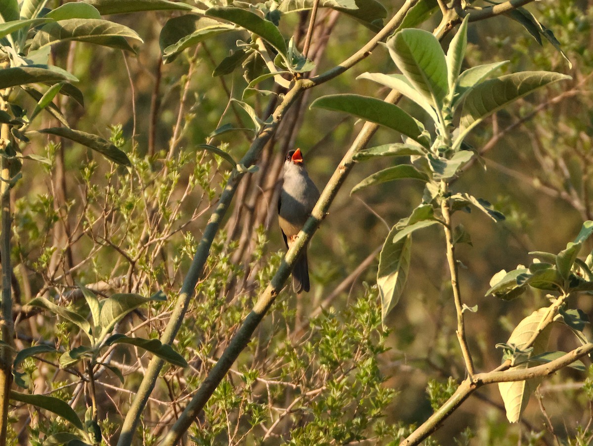 Kappengrasmücke - ML643501038