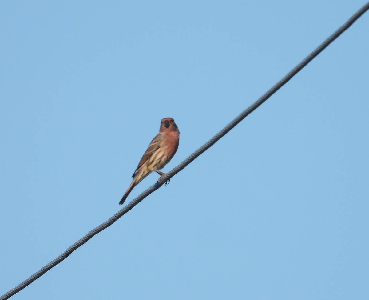 House Finch - ML643501039