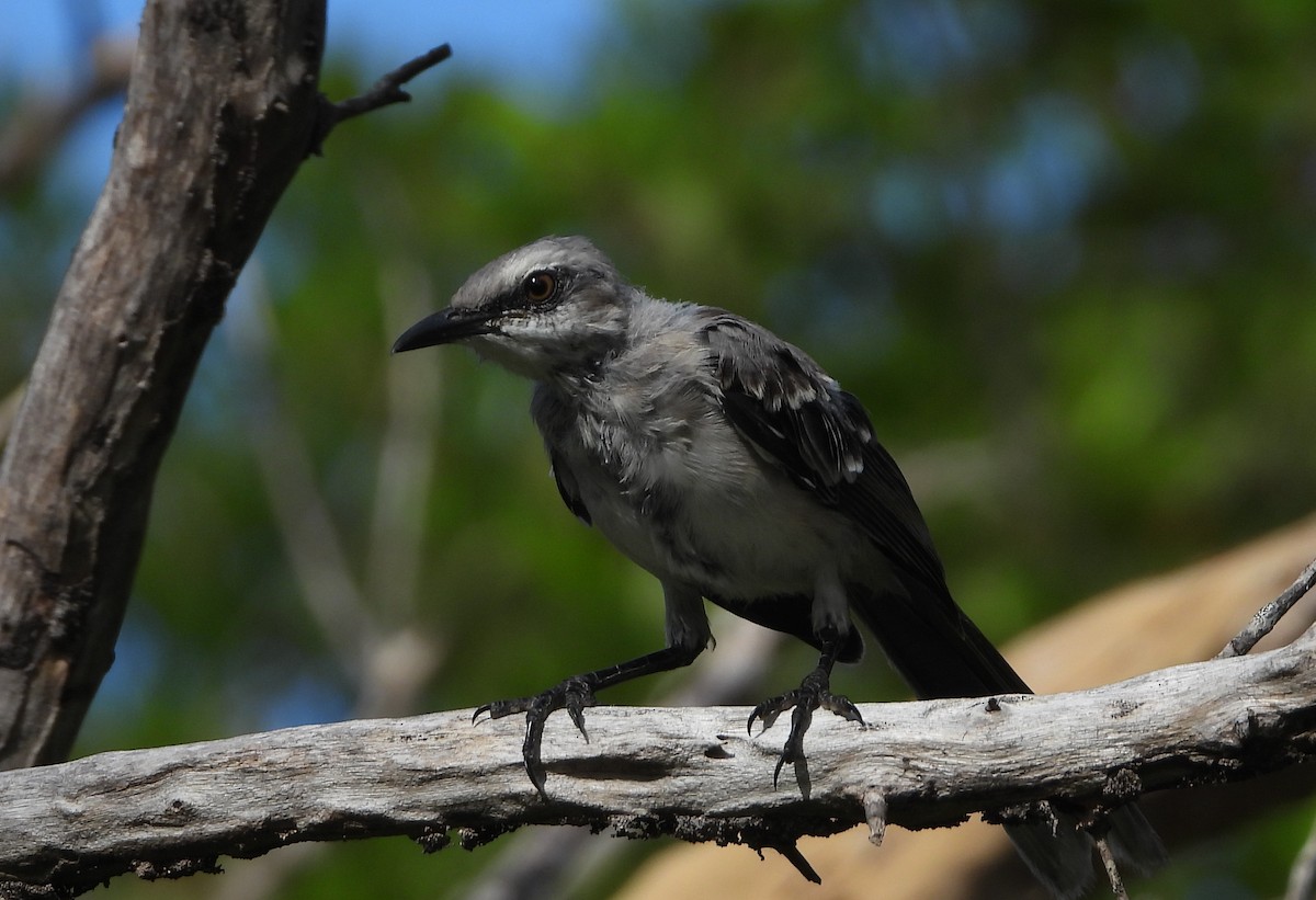 Tropical Mockingbird - ML643501042