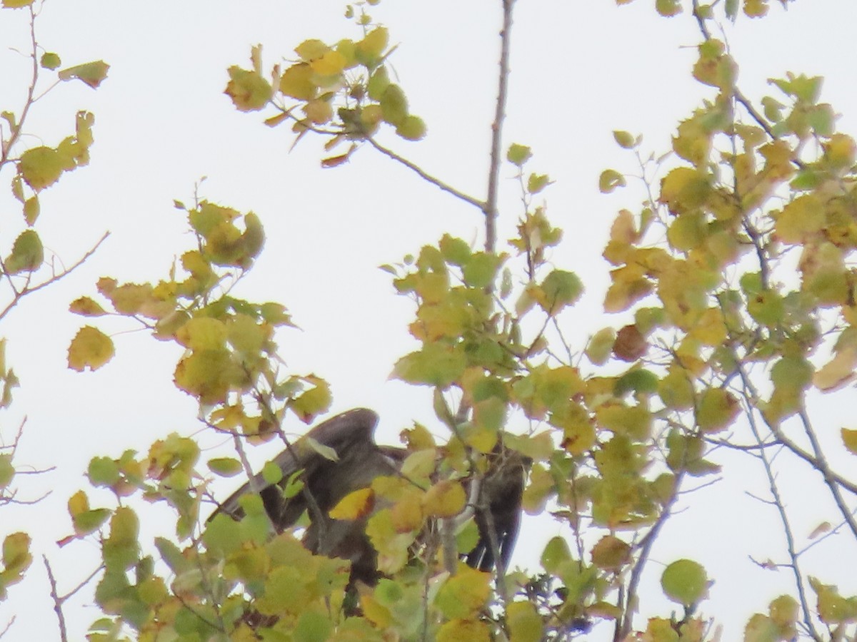 Bald Eagle - ML643501043