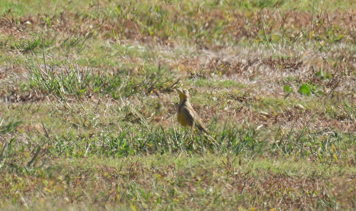 Pradero Oriental - ML643501047