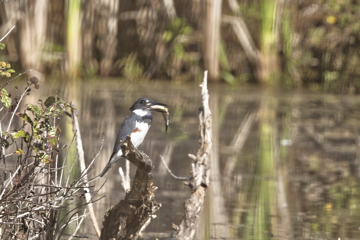 Belted Kingfisher - ML643501049