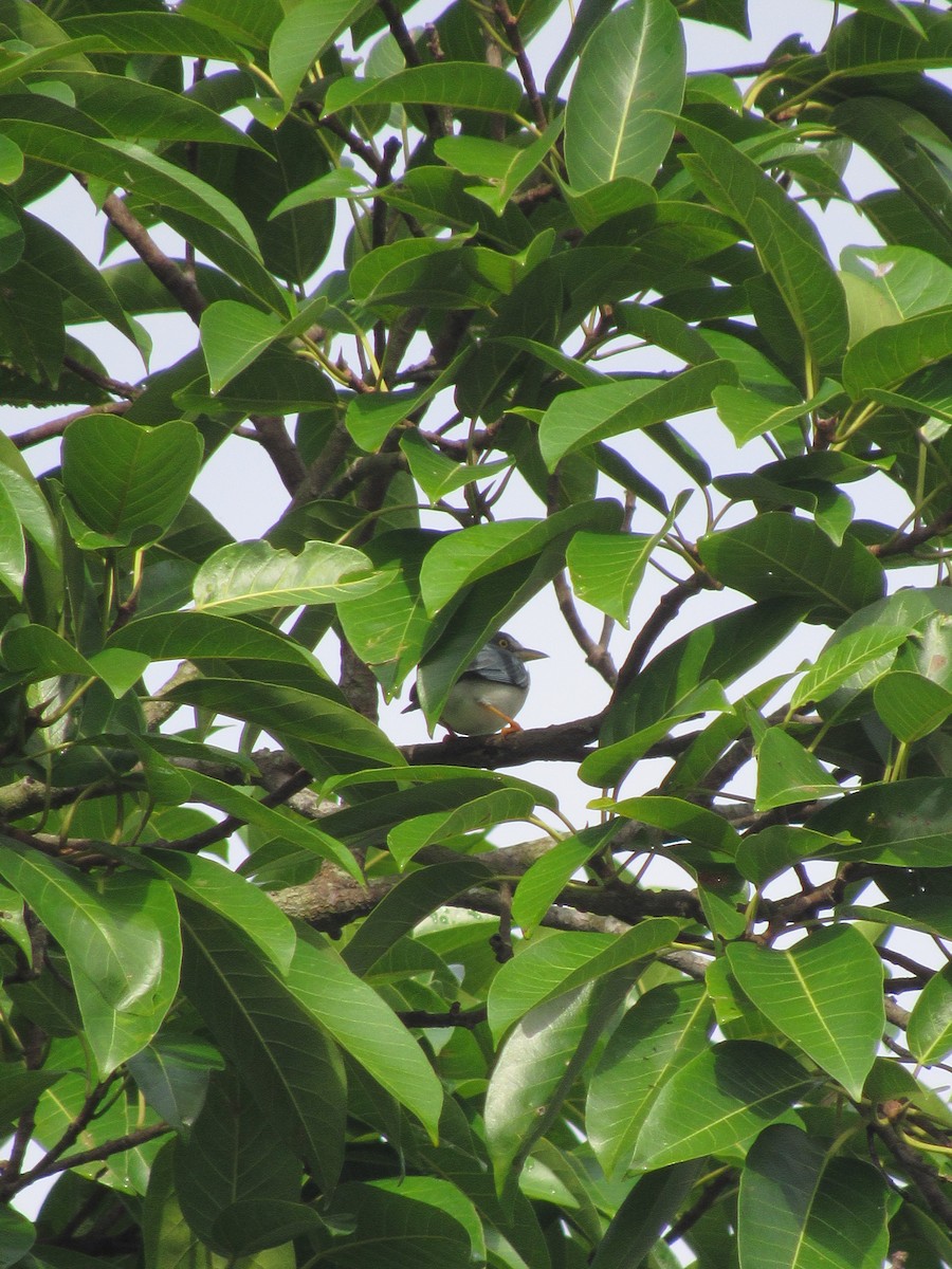 Hooded Tanager - ML643501054