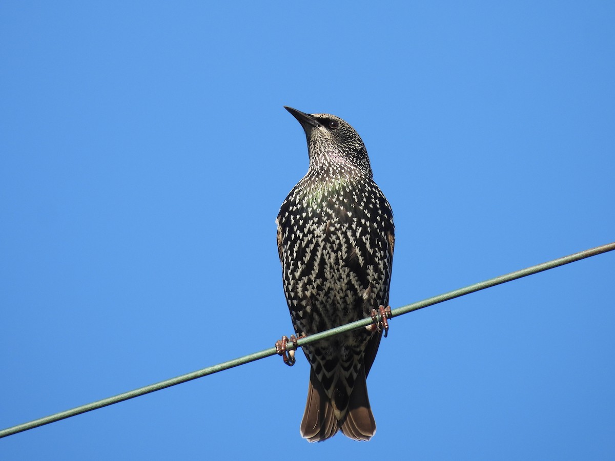 European Starling - ML643501060