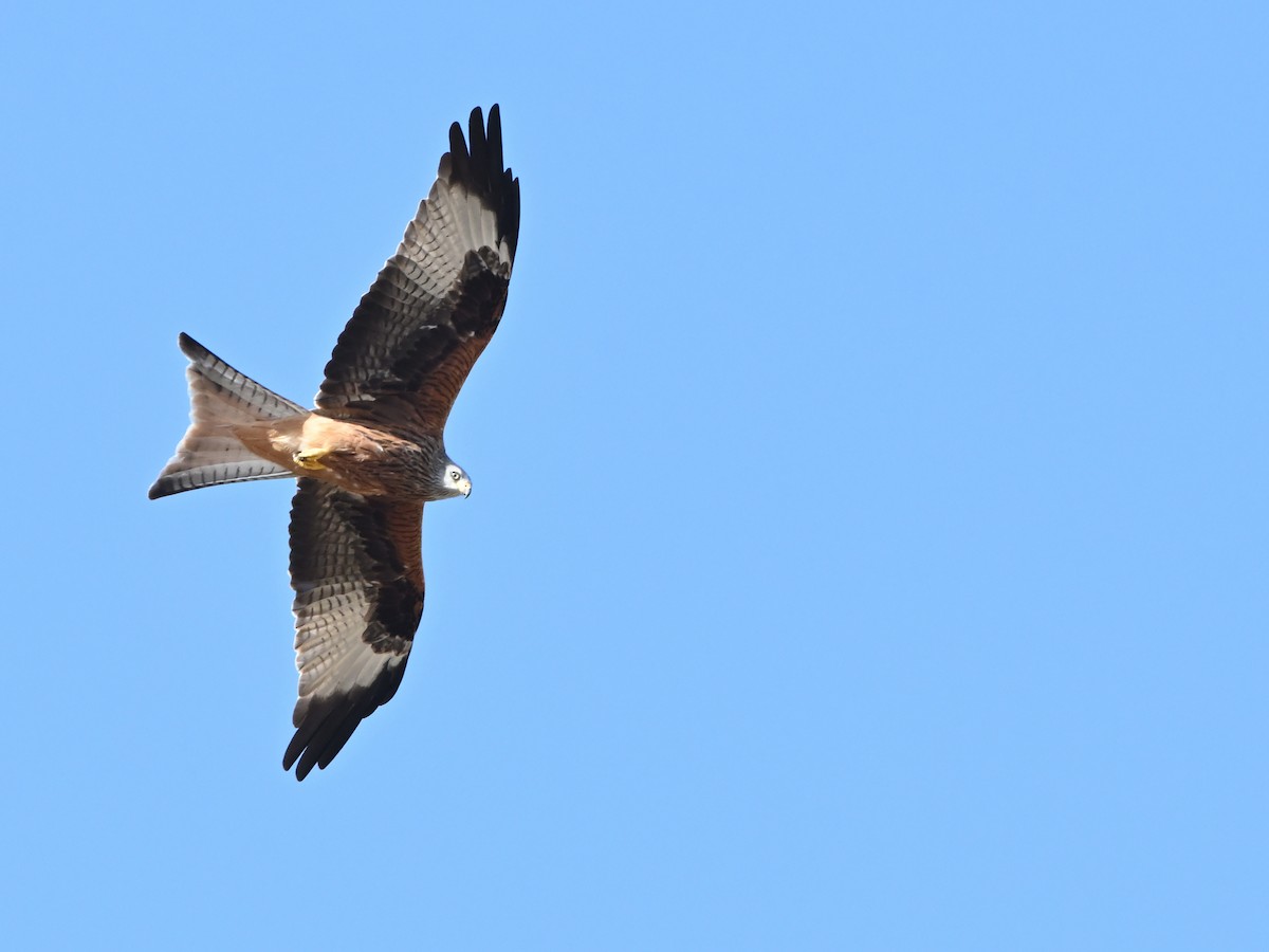 アカトビ - ML643501066