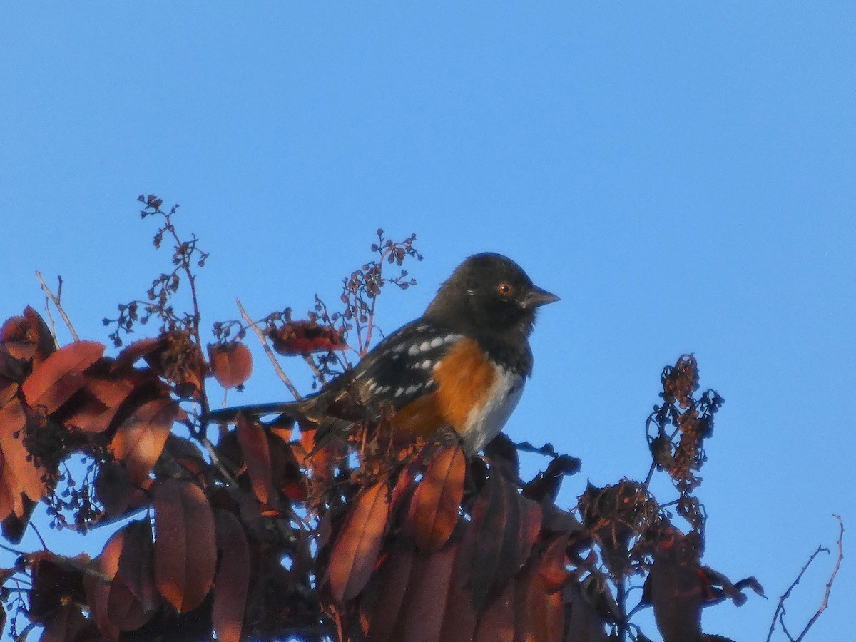 Spotted Towhee - ML643501068