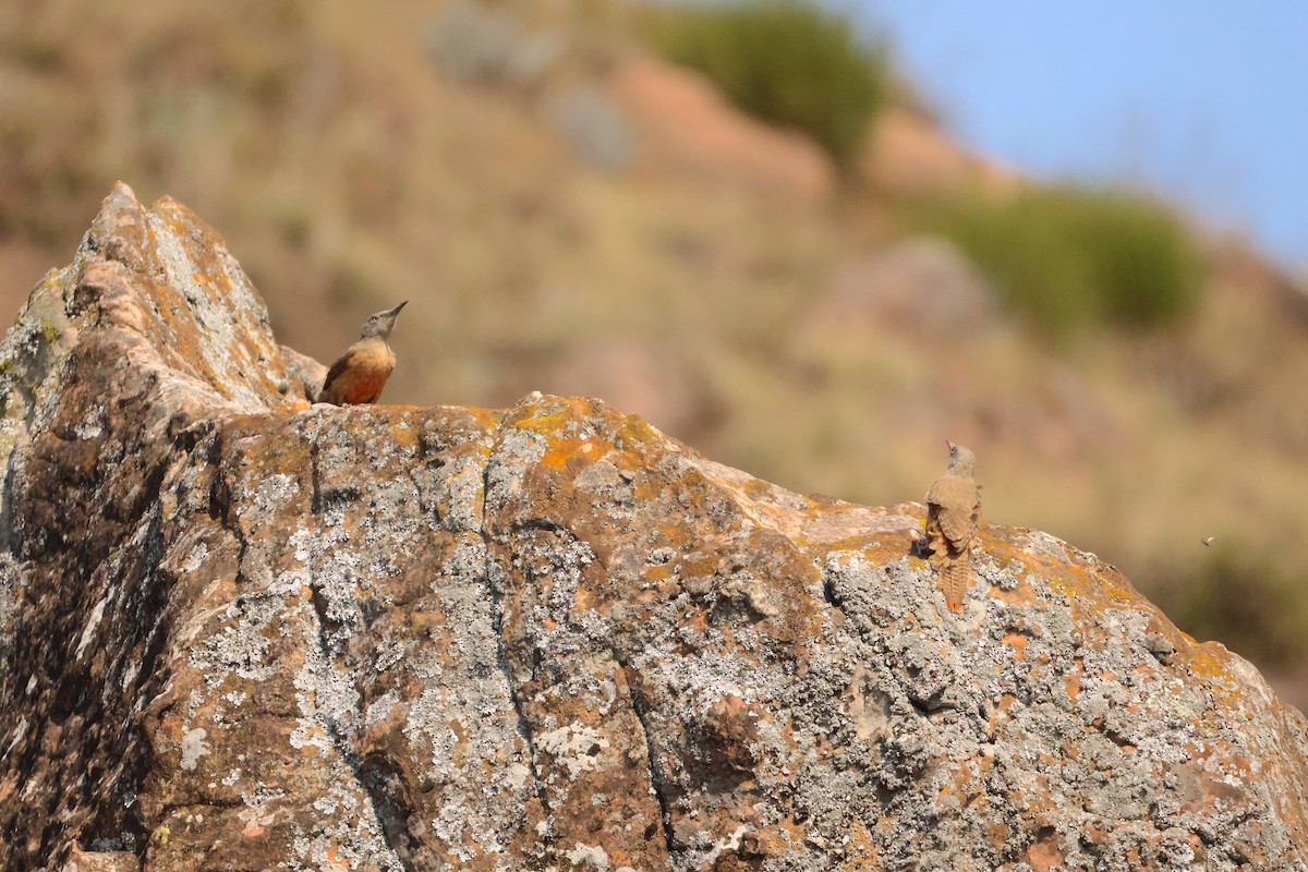 Pic laboureur - ML643501074