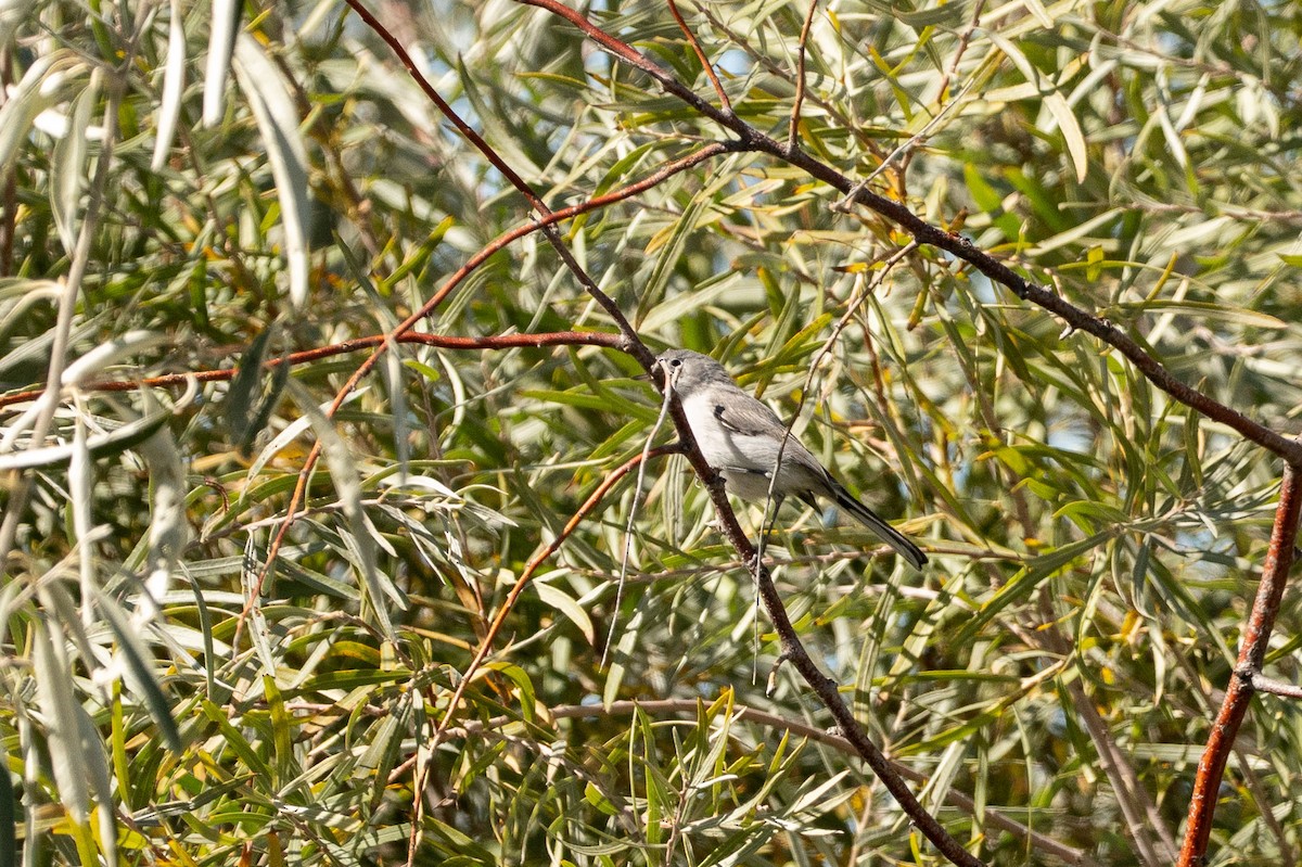 nordmyggsmett - ML643501075