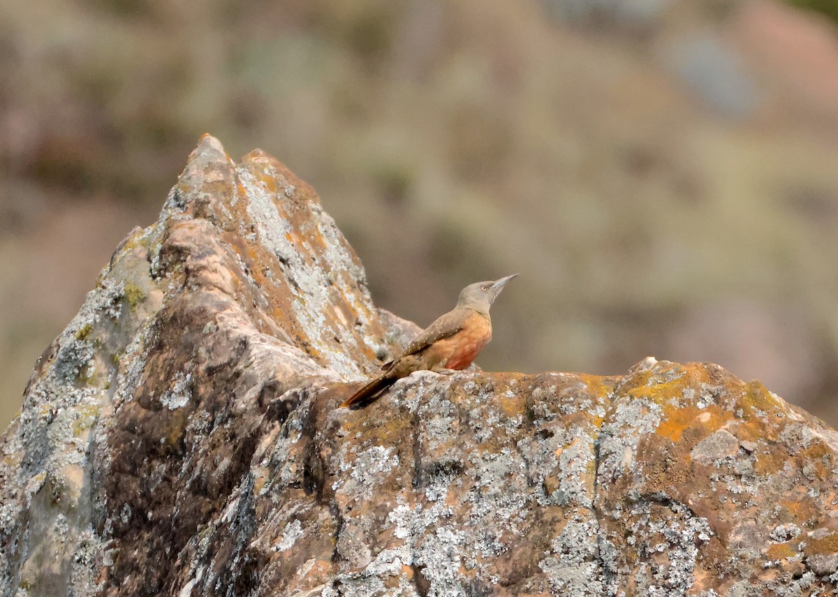 Pic laboureur - ML643501077