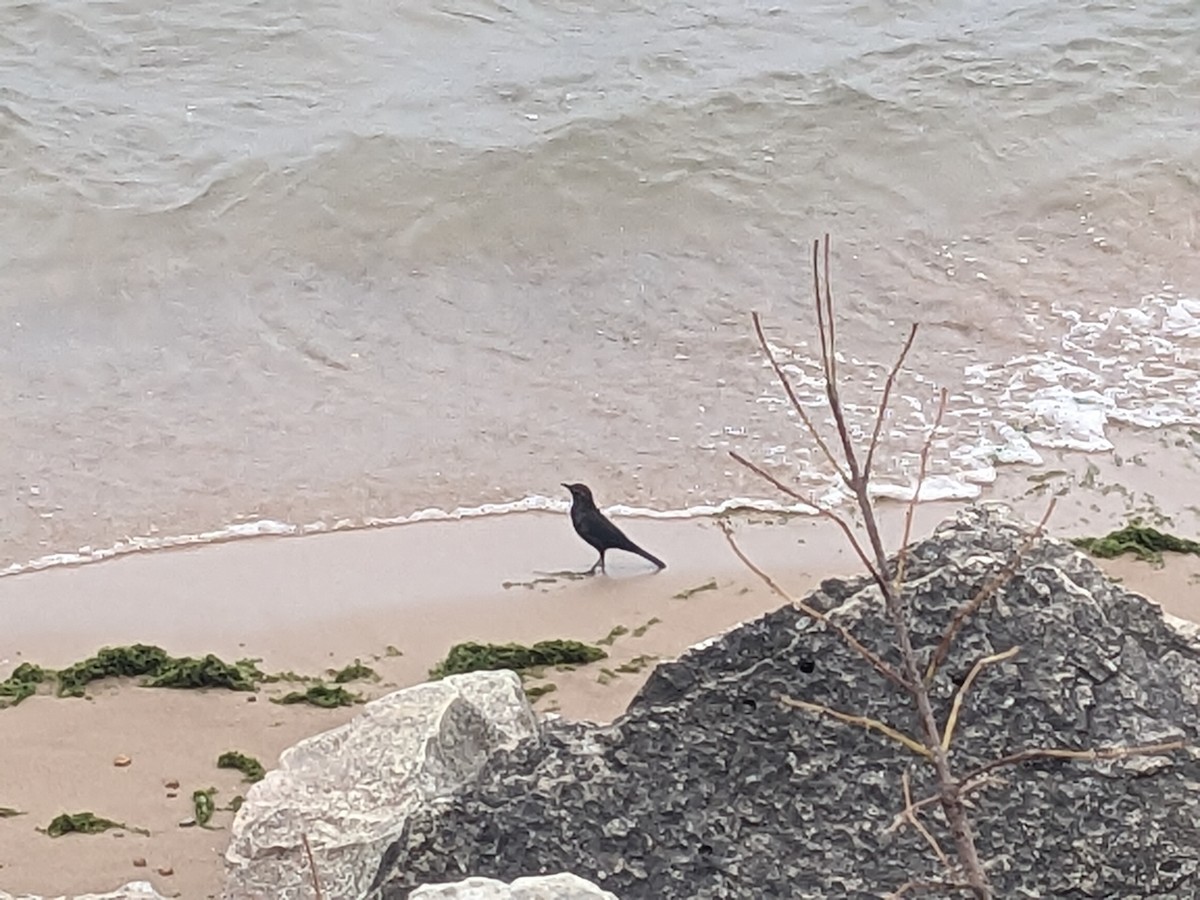Brown-headed Cowbird - ML643501078