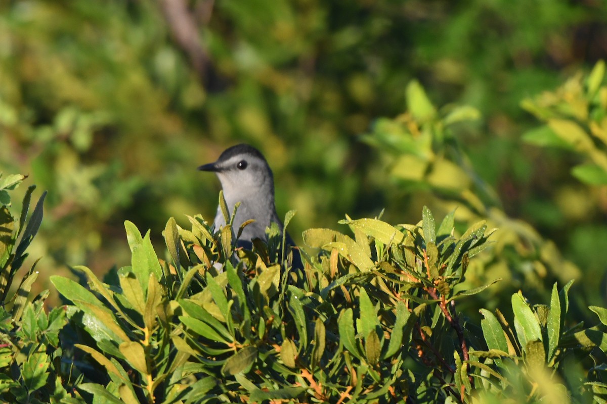 kattespottefugl - ML643501079