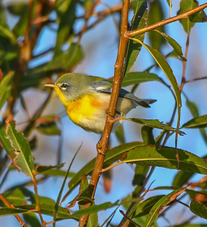 Northern Parula - ML643501089