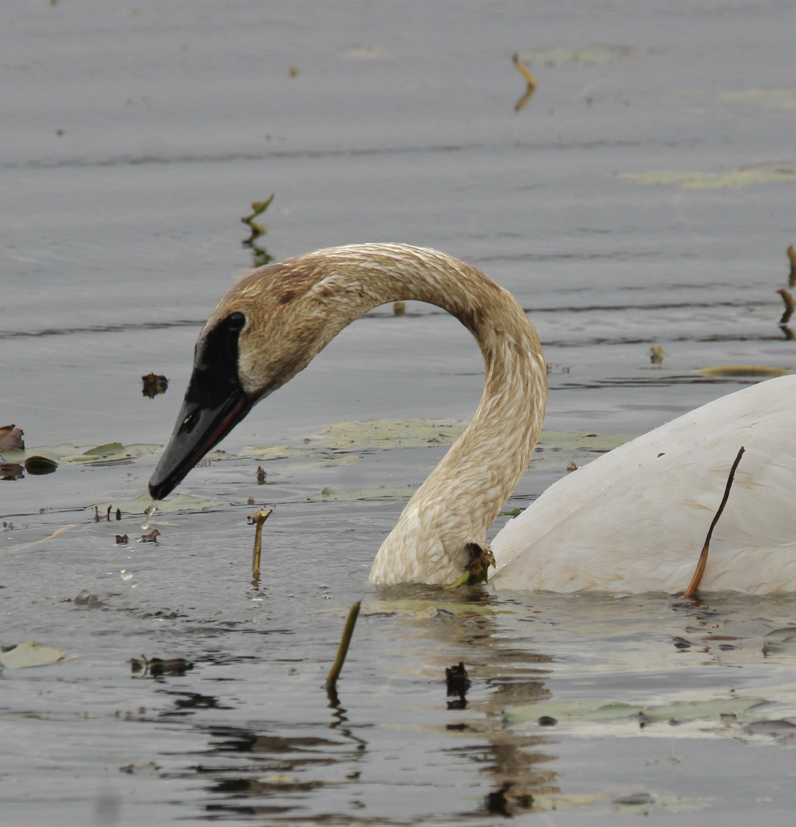 Trumpeter Swan - ML643501095