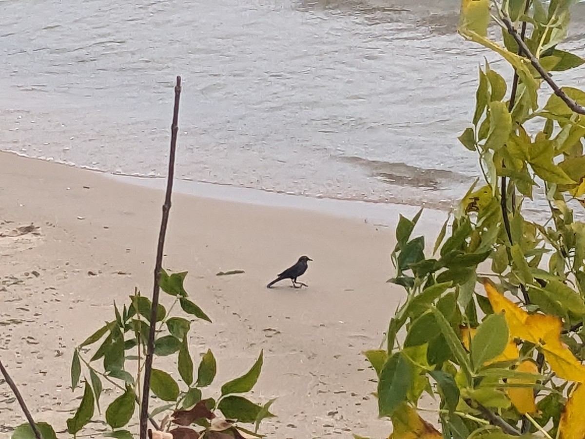 Brown-headed Cowbird - ML643501098
