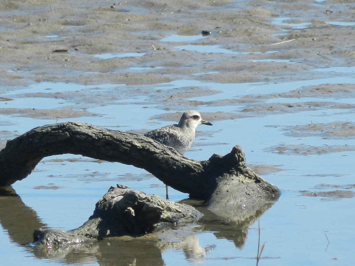 Pluvier argenté - ML643501099