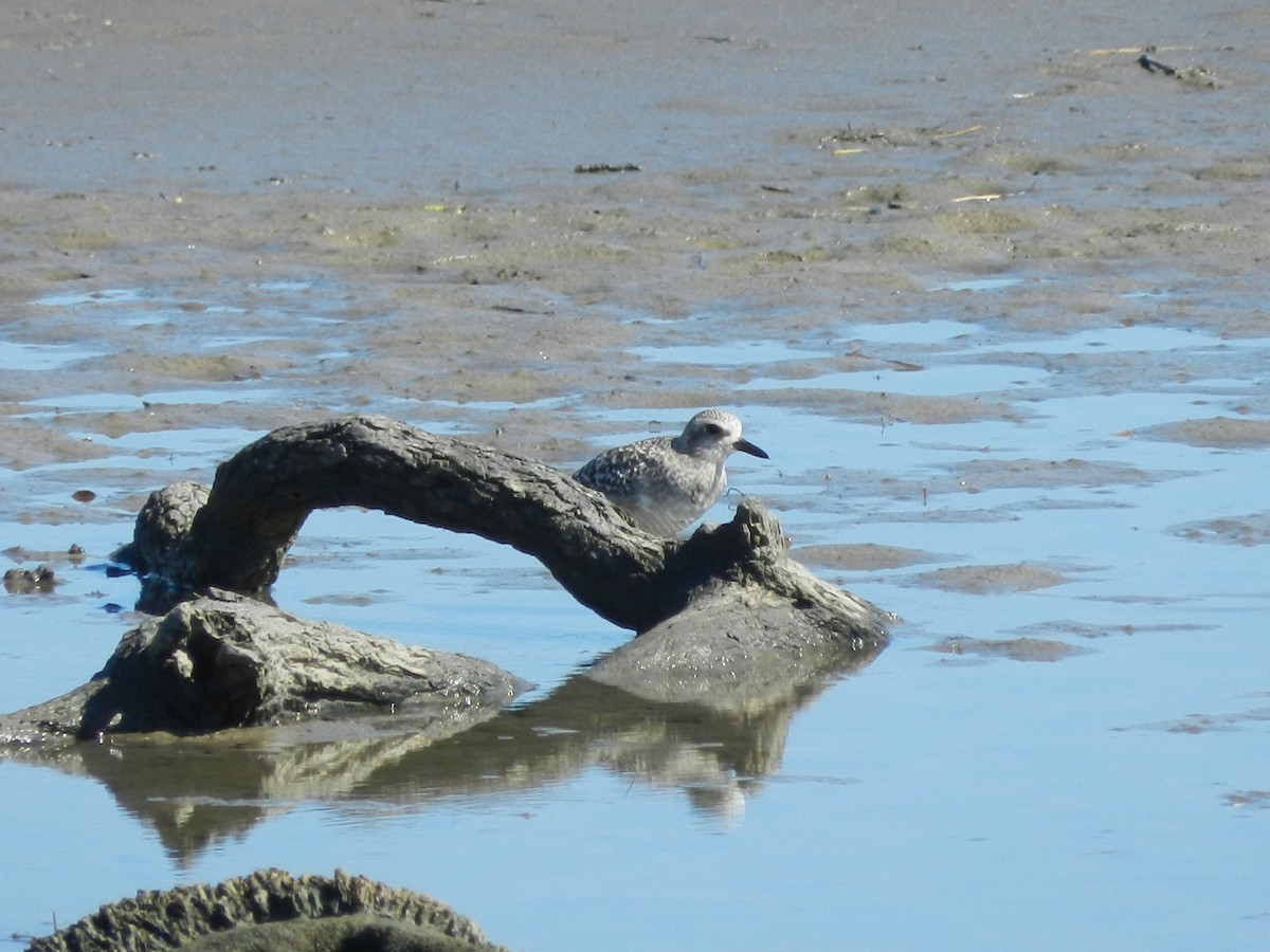 Pluvier argenté - ML643501100