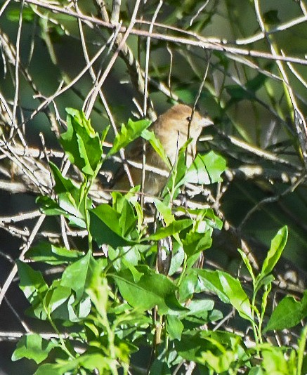 Indigo Bunting - ML643501107