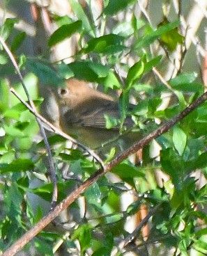 Indigo Bunting - ML643501108