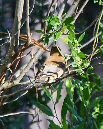 Indigo Bunting - ML643501109