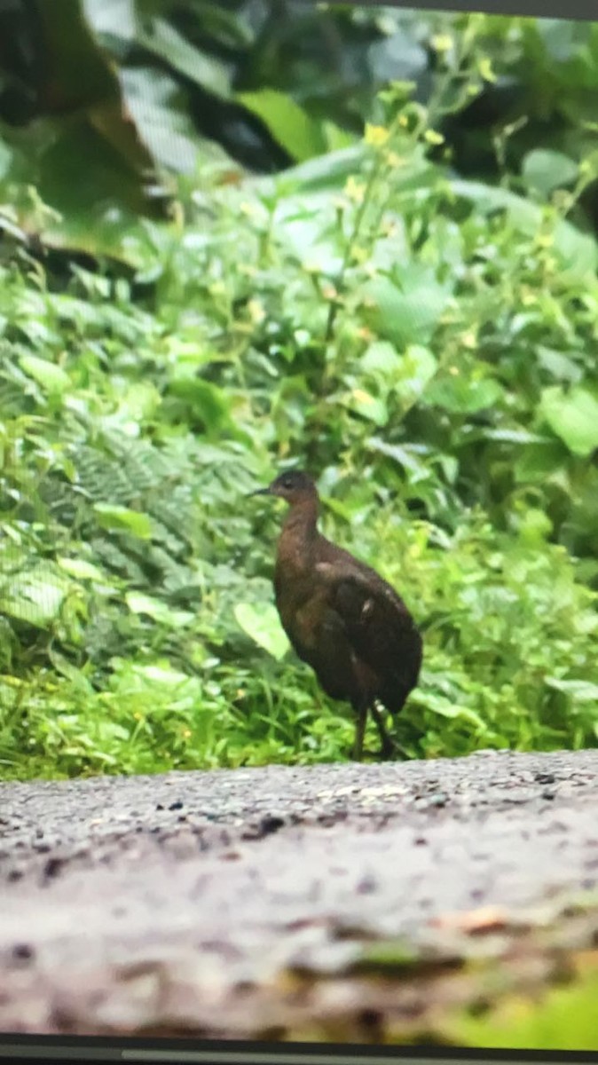 Tinamou de Bonaparte - ML64350111