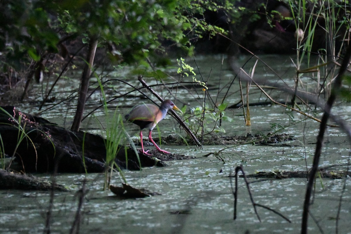 Russet-naped Wood-Rail - ML643501110