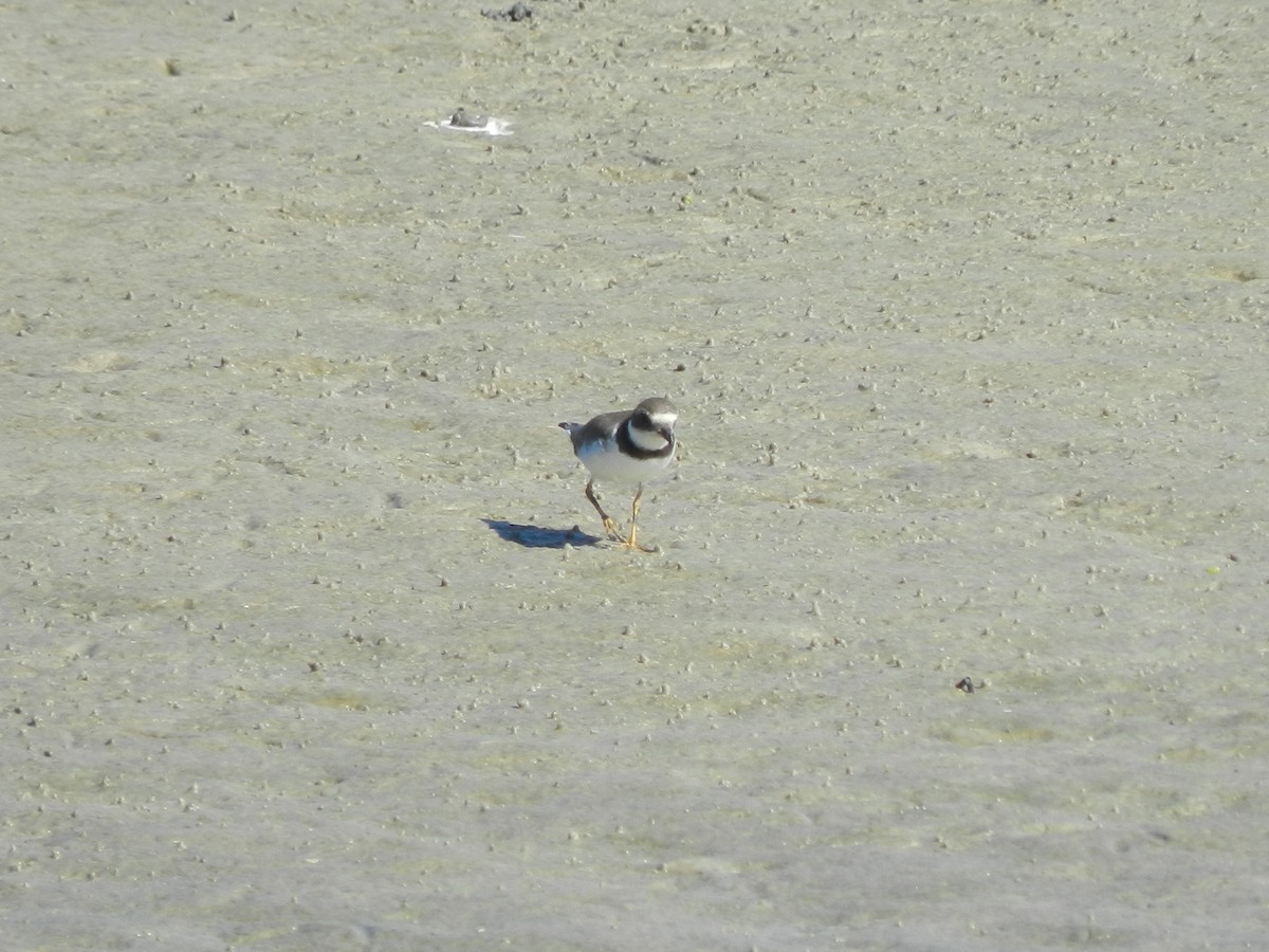 Pluvier semipalmé - ML643501111