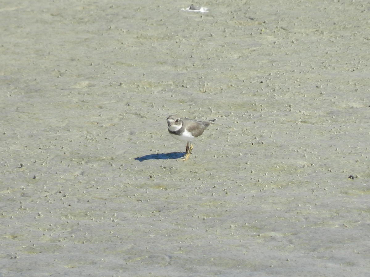 Pluvier semipalmé - ML643501112