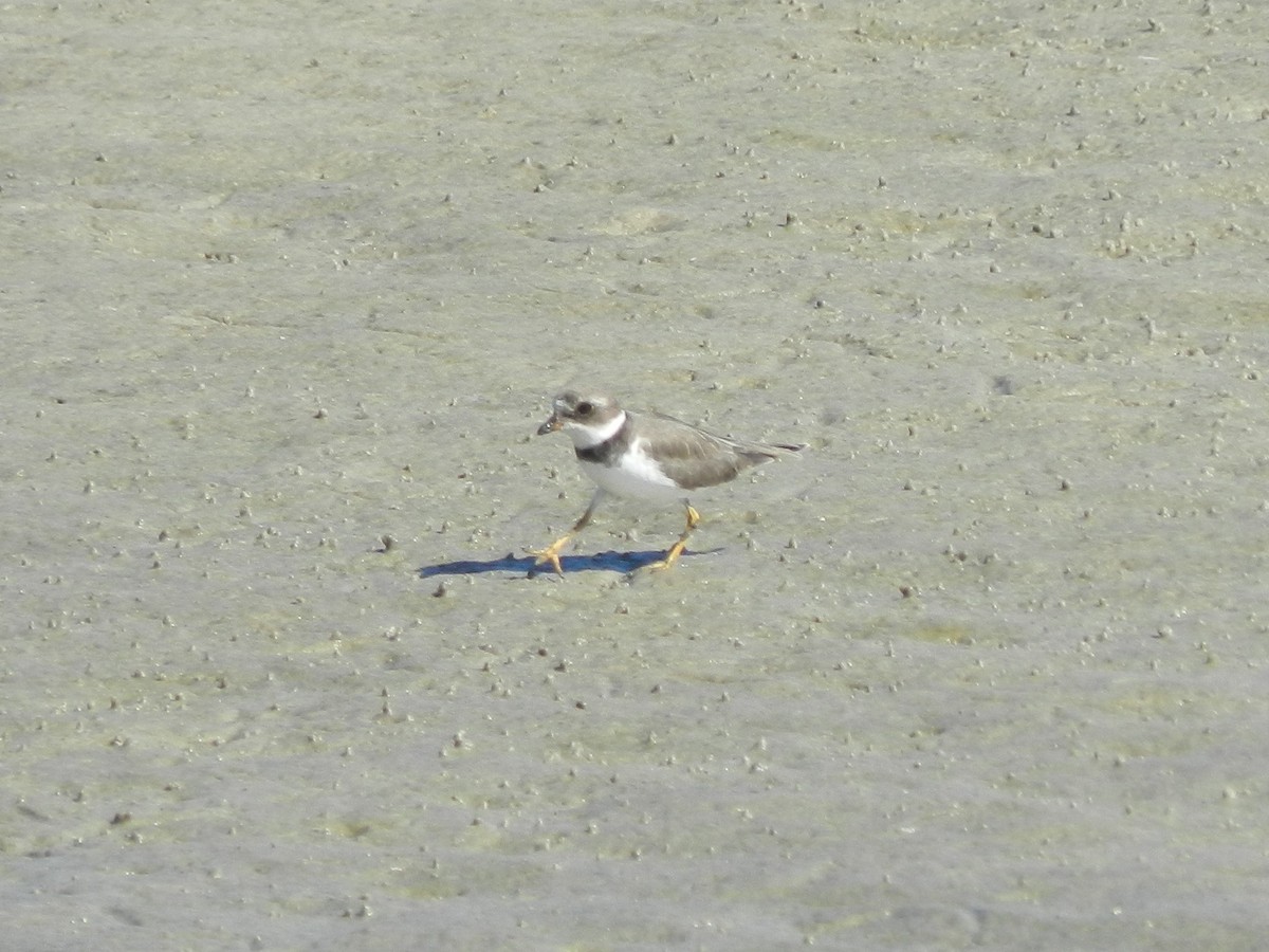 Pluvier semipalmé - ML643501113