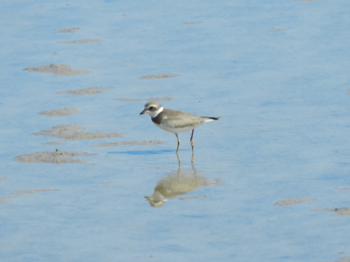 Pluvier semipalmé - ML643501114