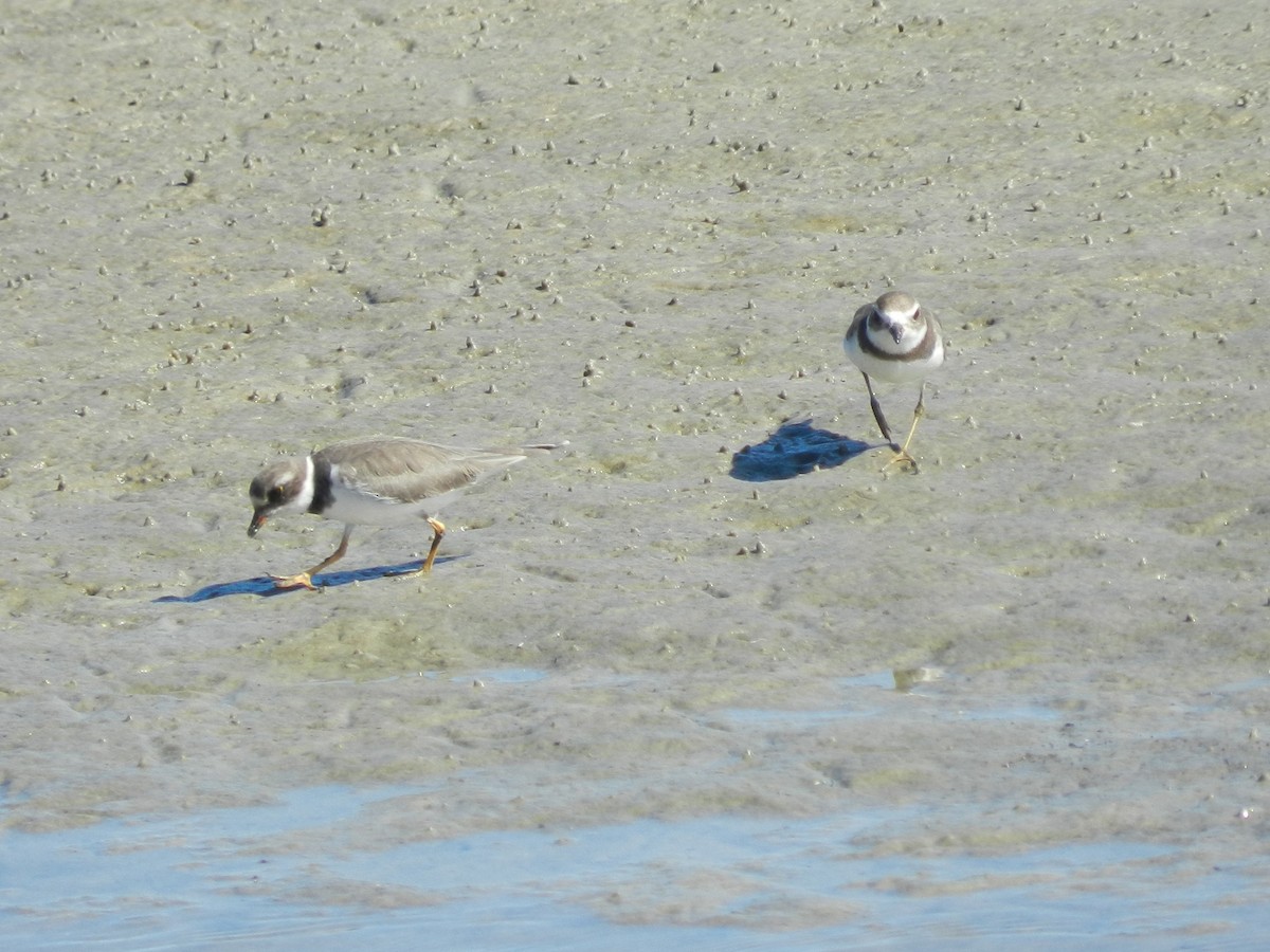 Pluvier semipalmé - ML643501115