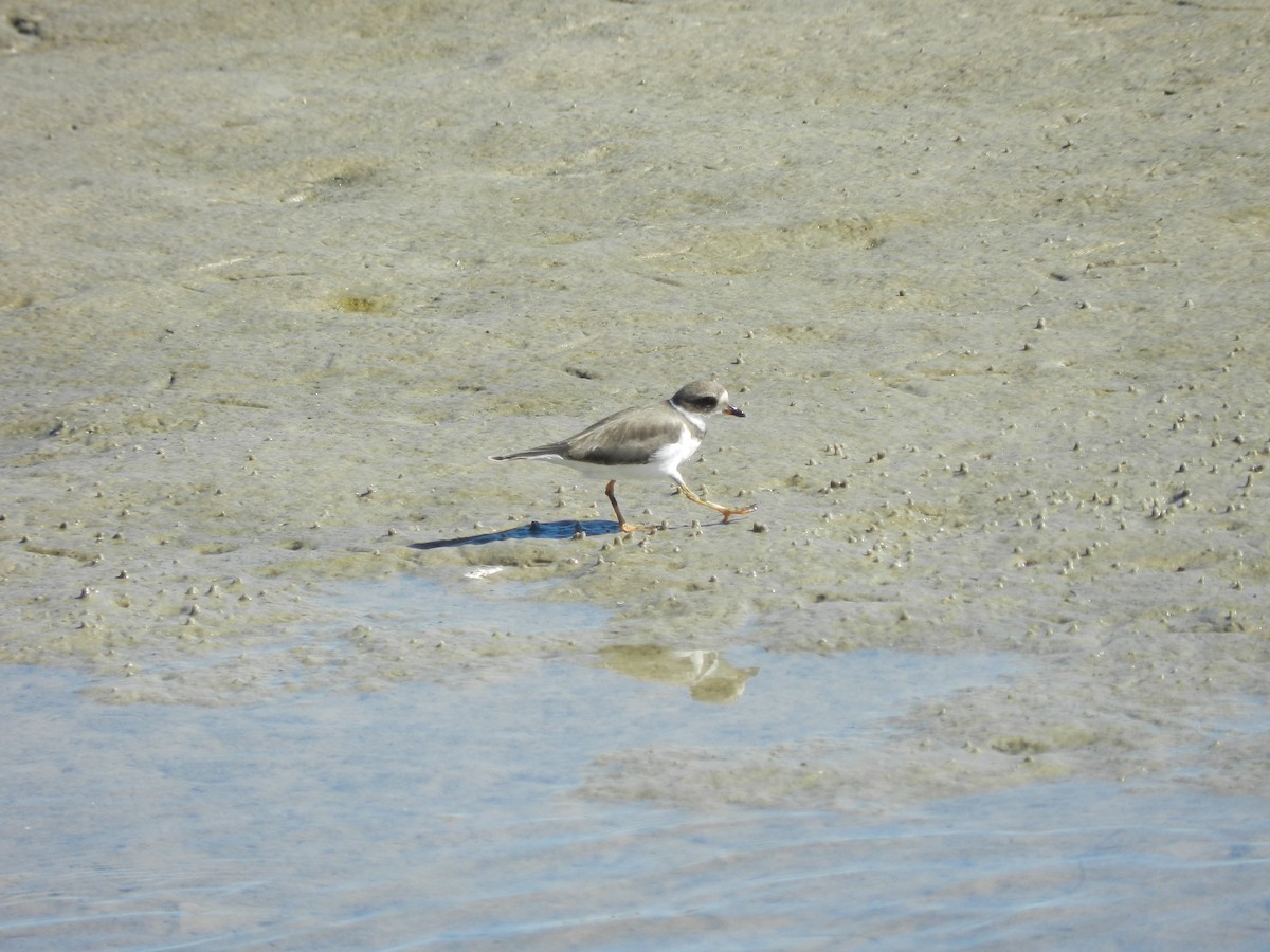 Pluvier semipalmé - ML643501116