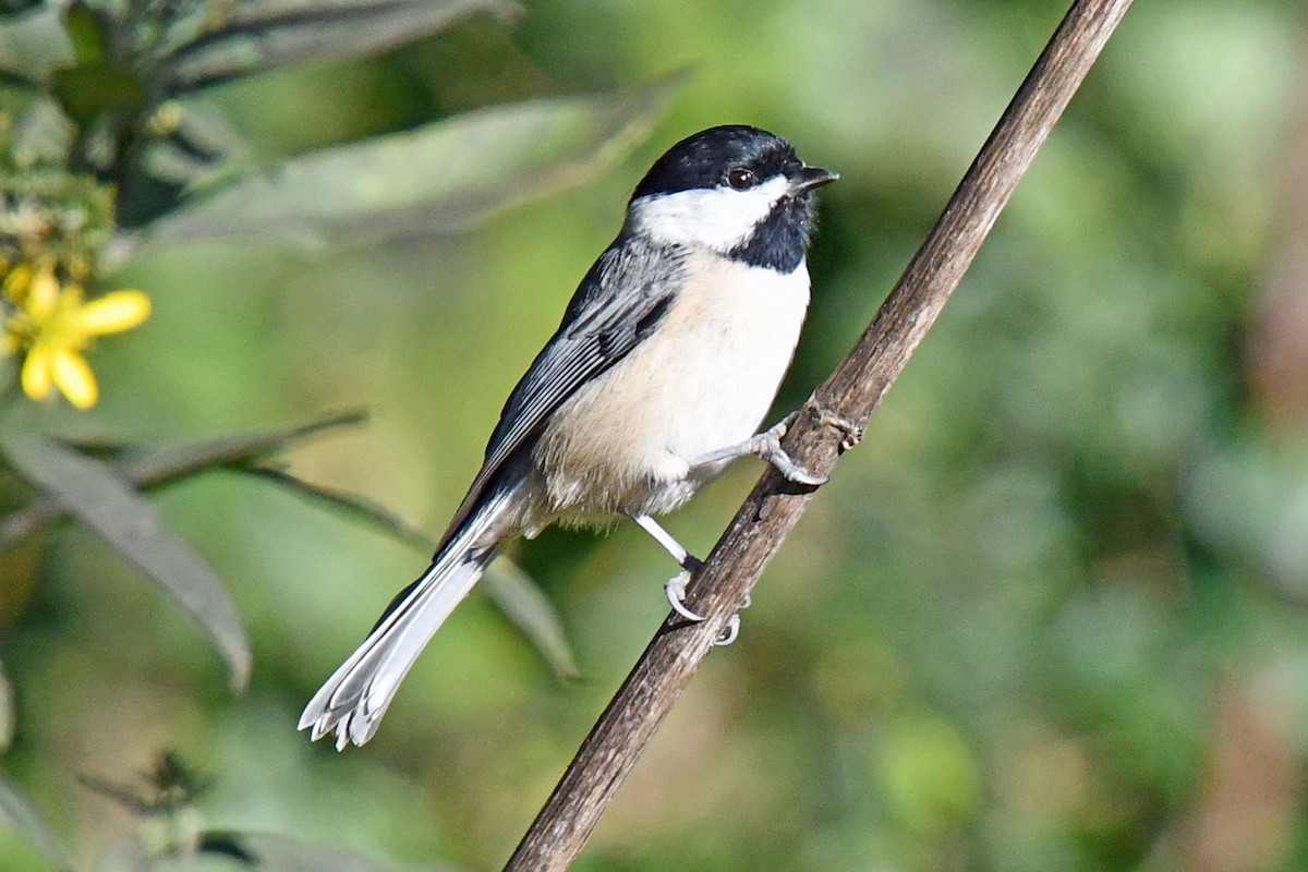 Carolina Chickadee - ML643501118