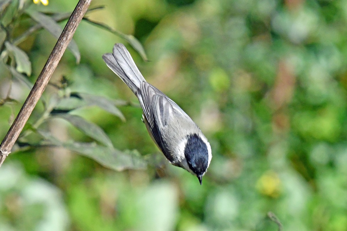 Carolina Chickadee - ML643501119