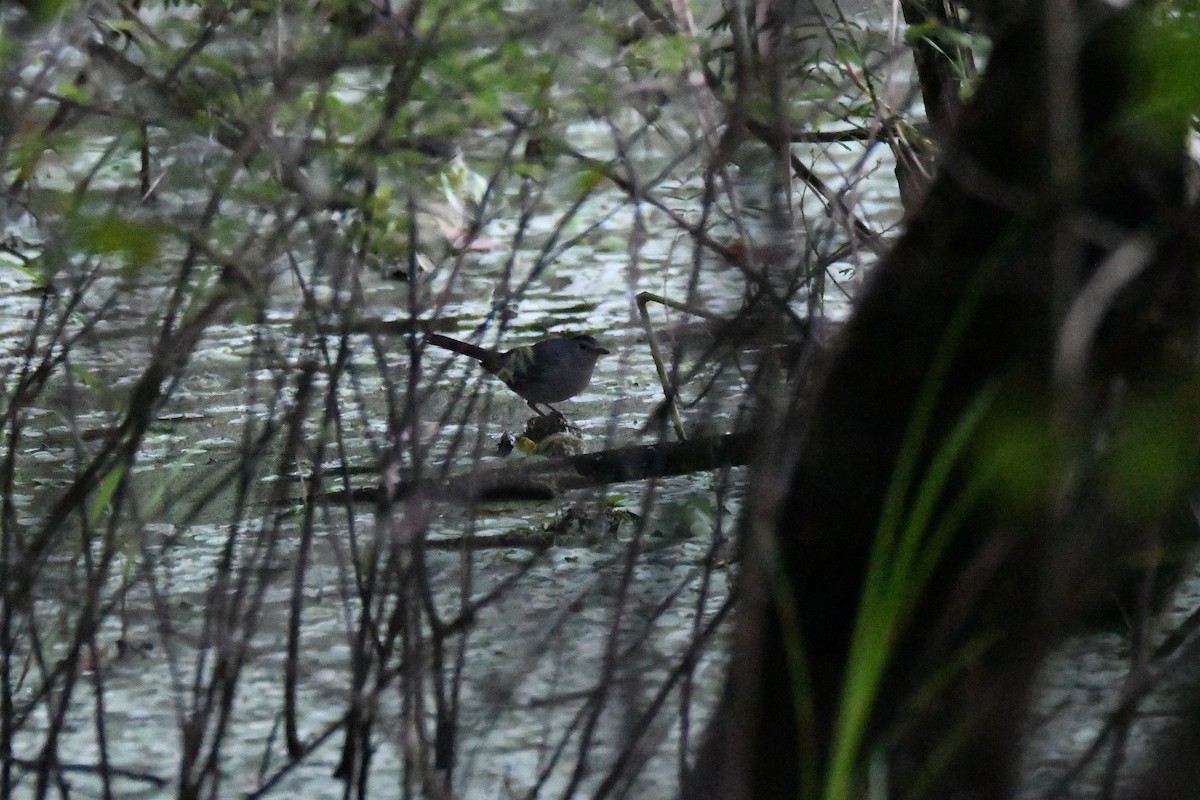 kattespottefugl - ML643501120