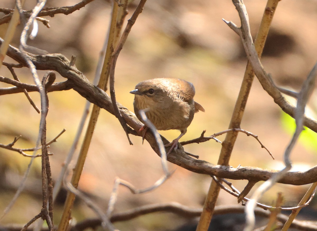 Barratt's Warbler - ML643501122