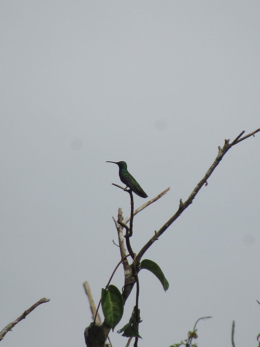 Schwarzbrust-Mangokolibri - ML643501123