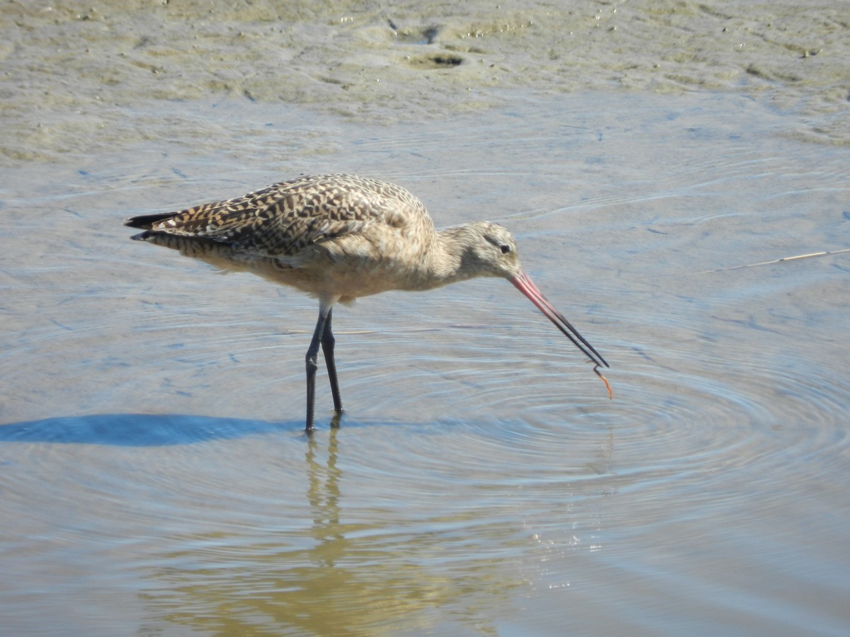 Barge marbrée - ML643501126
