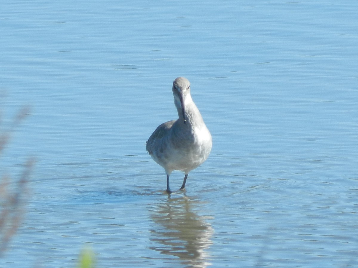 Chevalier semipalmé - ML643501133