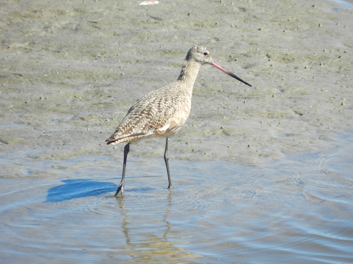 Barge marbrée - ML643501134