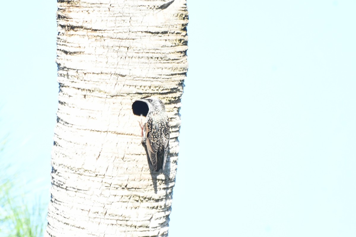 European Starling - ML643501136