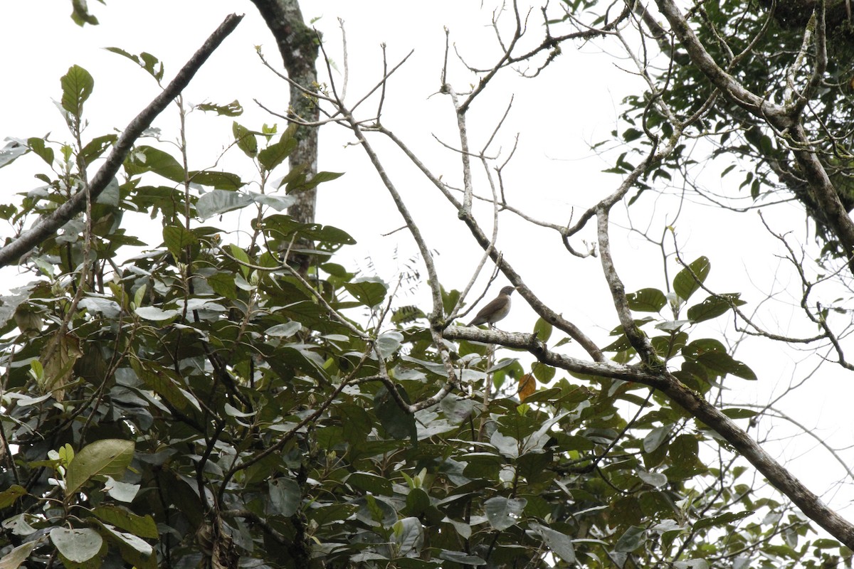 White-necked Thrush - ML643501147