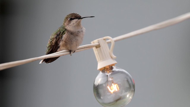 Ruby-throated Hummingbird - ML643501149