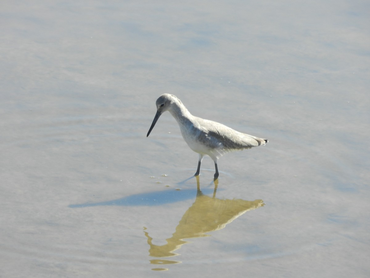 Chevalier semipalmé - ML643501157