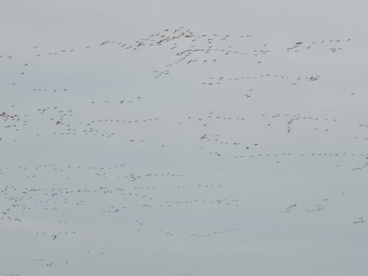 Pink-footed Goose - ML643501159